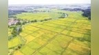 上高县：秋意浓 稻花香（图）