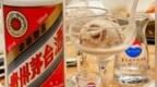 贵州茅台：今日暂停