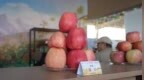 十余载展会搭台 林果“链”上谋振兴