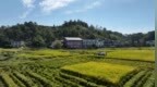江西宜春：高标准农田绘就丰收图景（图）