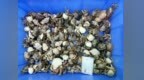 拱北闸口海关查获198只活体寄居蟹 属国家禁止携带进境活动物