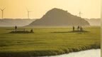 鄱阳湖湿地：金秋赏“草海”（图）