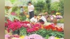 秋日限定！漳县贵清山植物园菊花竞放醉游人