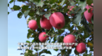 【甘快看】甘肃庄浪：梯田苹果喜获丰收