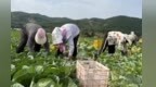高原夏菜迎采收旺季　甘肃灵台开绿色“植”富通道