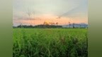 唯实耘稻保粮仓——冯活晓科学种田的实践与时代回响
