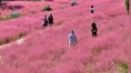 枣庄：乡村游点亮文旅市场