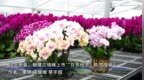 河北蔚县：蝴蝶兰错峰上市“芬芳经济”助农增收