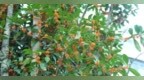 永丰县：秋风送爽桂花香（图）