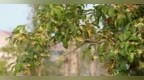九江：桂花盛放 一路花香（图）