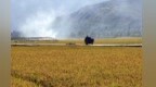 白龙江畔稻浪涌　甘肃武都“丰”景美