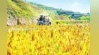每粒粮食都要经历"身价蜕变"　甘肃榆中万亩黍子迎丰收