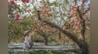 唐山迁西：山地苹果收获忙
