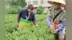 遂川狗牯脑茶出口马来西亚 正式走向国际市场