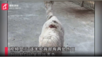 安徽一动物园羊驼身上伤口触目惊心还生蛆？园方回应