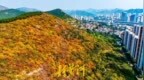 济南蝎子山迎来“半红半绿”的最佳观赏期
