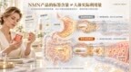 双11 NMN哪个牌子好？2026年新手选购指南：NAD+前体、吸收链路与NMN品牌