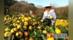 赣南脐橙新产季销售底气足！力争到2028年品牌价值突破700亿元