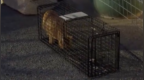 天安门站岗小橘猫结束流浪，被故宫收编