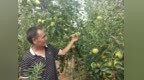 郏县茨芭镇：苹果产业带动群众增收致富