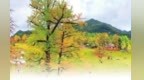 千年银杏