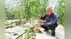 六旬老支书千里“援甘”　扎根漳县耕耘蔬菜产业园