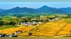 湖口县：丰收在望（图）