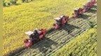 甘肃张掖百万亩制种玉米采收忙　颗粒归仓画卷"丰"味足