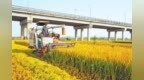 淮滨县桂花街道毛庄村稻田金浪翻滚