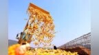 枣庄：金秋十月“金满仓”