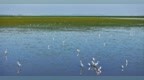 共青城：秀美湿地 生态如画（图）