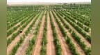 荒滩上长出特色产业果　甘肃临泽有“沙”实招