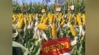 从田间选种到落地增产——青岛打通良种推广“最后一公里”——2026年青岛玉米主导品种观摩活动在平度举行