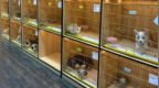 多名消费者称在同一宠物店买到“星期狗”，店方：退款需举证
