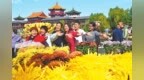 重阳赏菊人如织 满城宋韵节味浓  中国开封第44届菊花文化节迎客首日侧记
