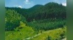 守护近9000公顷青绿　95后林长巡山“智”感拉满