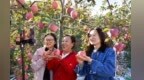 甘肃西和苹果云销全国