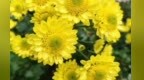 菊花生处是故乡