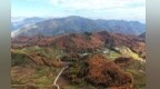 甘肃武都：松黄漫层峦　秋韵醉山乡