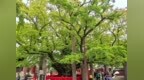 莒县浮来山四千年古银杏渐染秋色 11月将迎来最佳观赏期