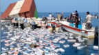 货轮在霍尔木兹海峡起火沉没，海面漂满iPhone？8000万播放量视频竟是AI编造