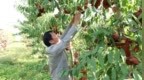 安徽怀远：冬桃缀满枝 丰收采摘乐