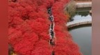 不必远赴深山，威海荣成赤山红叶直接美出圈！