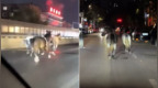 沈阳街头夜间惊现“宝马X3”，三匹马一度在高架桥上并驾飞奔