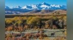 深秋祁连：雪山彩林相映　成群马鹿现身林间草甸