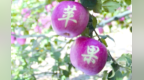 山地苹果迎丰收　甘肃环县产业发展有“振兴果”