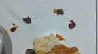 安徽合肥一顾客用餐发现头发默默挑出继续吃，老板娘最新发声