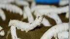 陌桑高科IPO：被茅台和雅戈尔看上的养蚕工厂