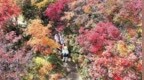 邢台沙河：万亩黄栌织锦绣 生态红利富乡亲
