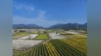安徽省休宁县海阳镇：菊韵盐铺 织就和美乡村幸福底色